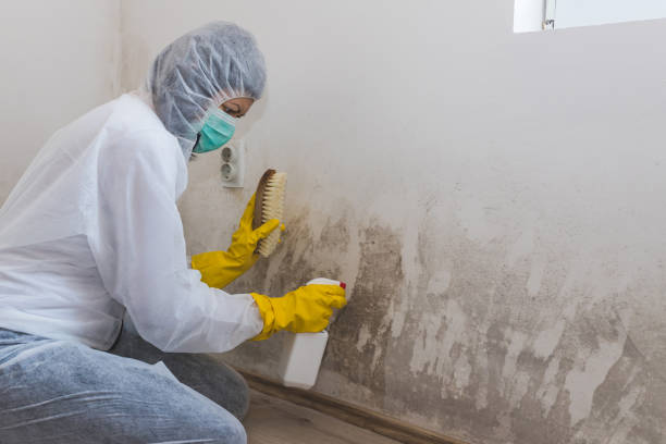 Best Crawl Space Mold Remediation in Inverness, FL