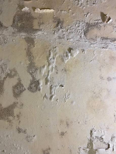 Best Post-Flood Mold Remediation in Inverness, FL