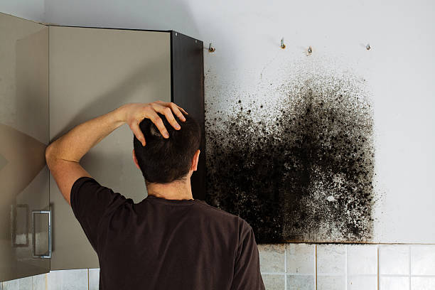 Best Black Mold Remediation in Inverness, FL